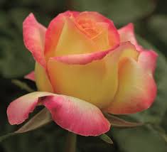 Peace Rose
